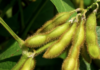 Pioneer advances 37 soybean products for 2022 arkansas soybean tests